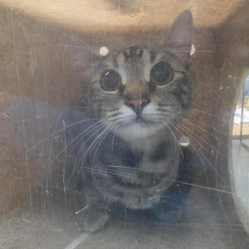 An adult medium-sized female Brown / Chocolate Domestic Short Hair cat named Bobbie for adoption in Tacoma, WA