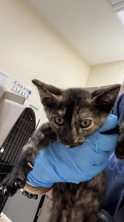 A baby small-sized female Domestic Short Hair cat named Itty Bitty for adoption in Honolulu, HI