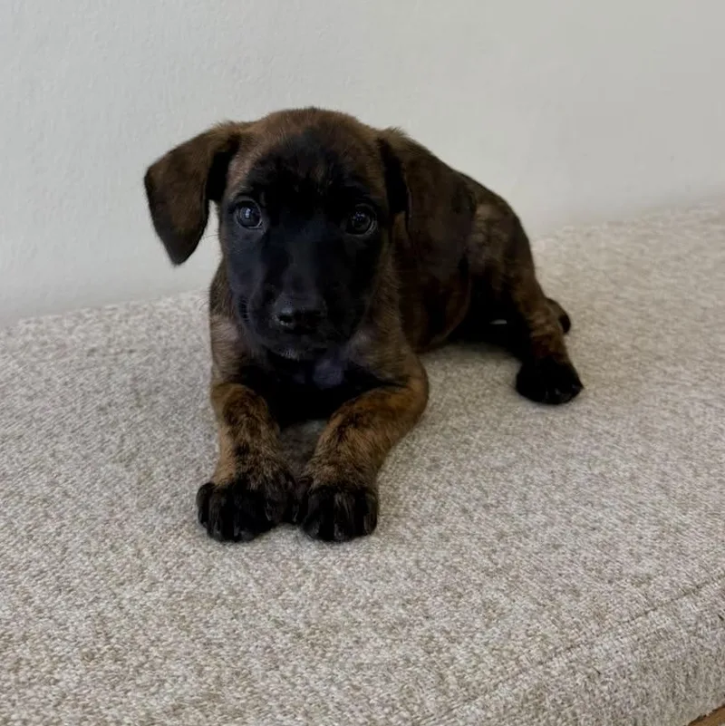 A baby medium-sized female Brindle Labrador Retriever dog named Sophi  sweet & for adoption in New York, NY