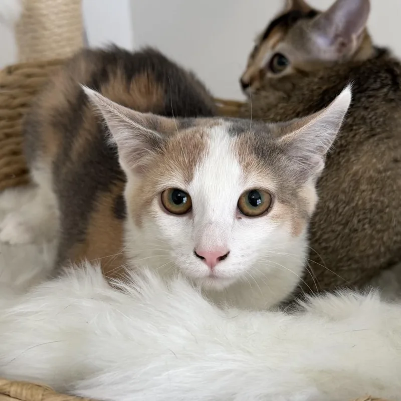 A baby medium-sized female Dilute Calico Domestic Short Hair cat named Moondrop for adoption in Chattanooga, TN