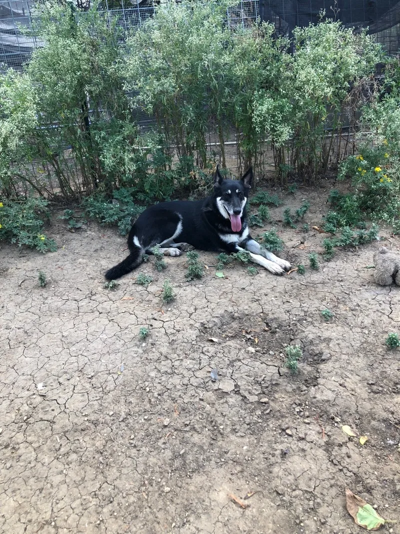 Brittany Sheyan thumbnail 2