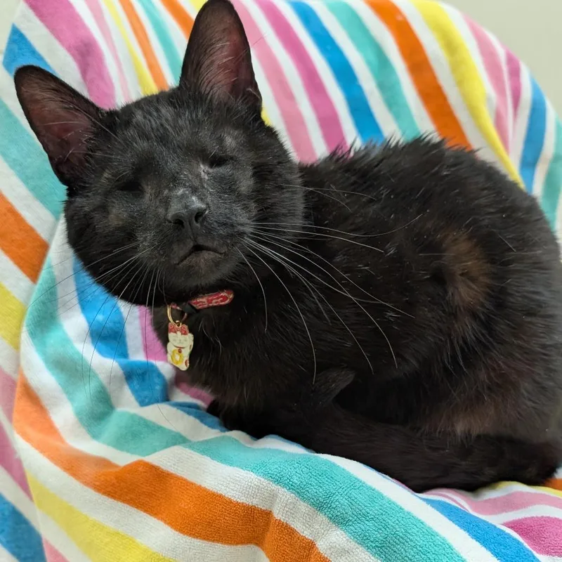 An adult medium-sized male Black Domestic Short Hair cat named Evan Bates for adoption in New York, NY