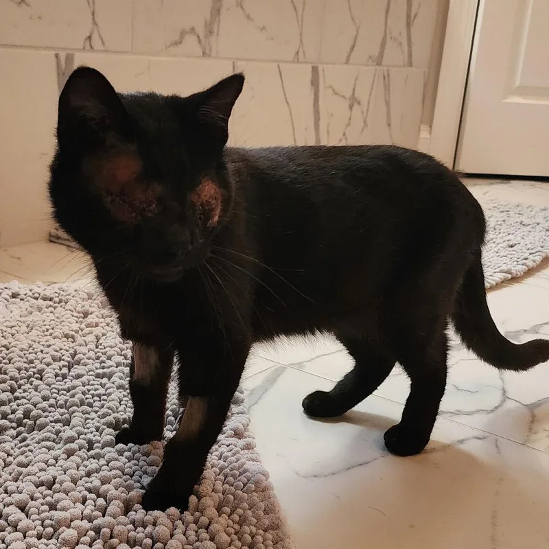 Evan Bates thumbnail 5