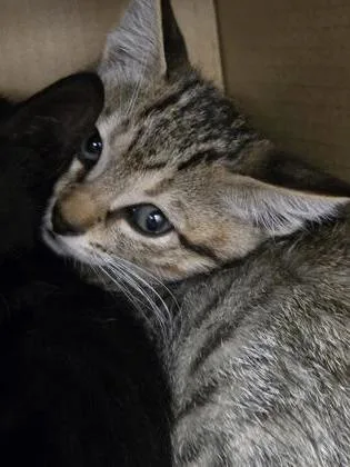 A baby small-sized male Domestic Short Hair cat named Acute for adoption in Roseville, CA