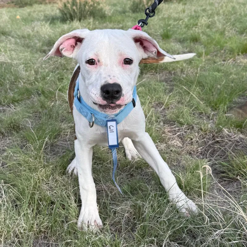 A baby medium-sized female Boxer dog named Wren for adoption in Parker, CO