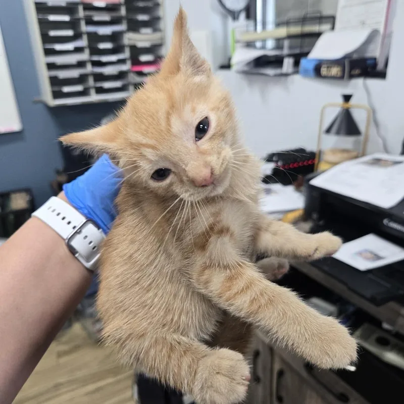 A baby small-sized male Orange / Red Domestic Short Hair cat named Mustang Pete for adoption in Newark, NJ