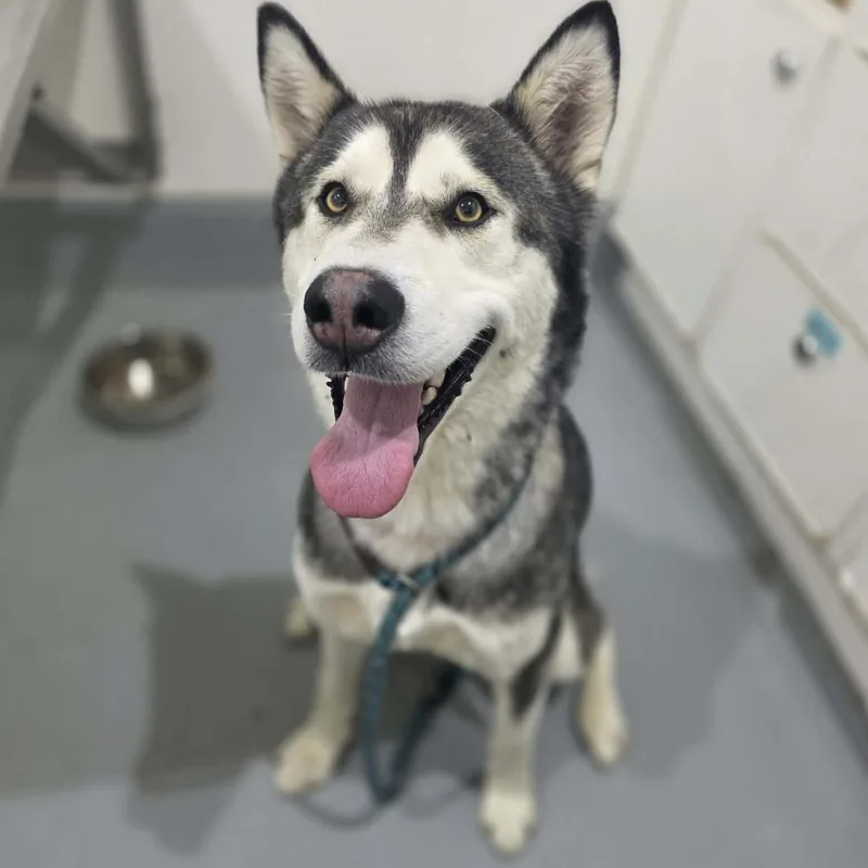 An adult large-sized male Gray / Blue / Silver Husky dog named King for adoption in Binghamton, NY