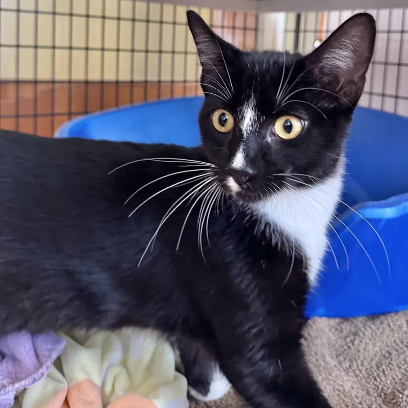 A young small-sized male Black & White / Tuxedo Domestic Short Hair cat named Bubble Gum for adoption in Burlingame, CA