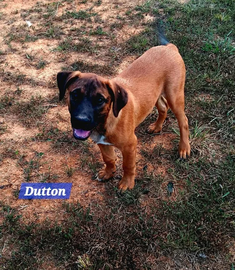 Yellowstone Litter thumbnail 2