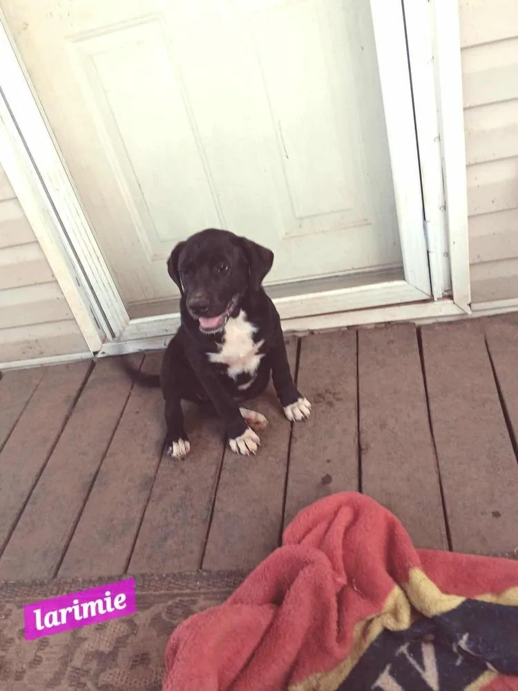 Yellowstone Litter thumbnail 3