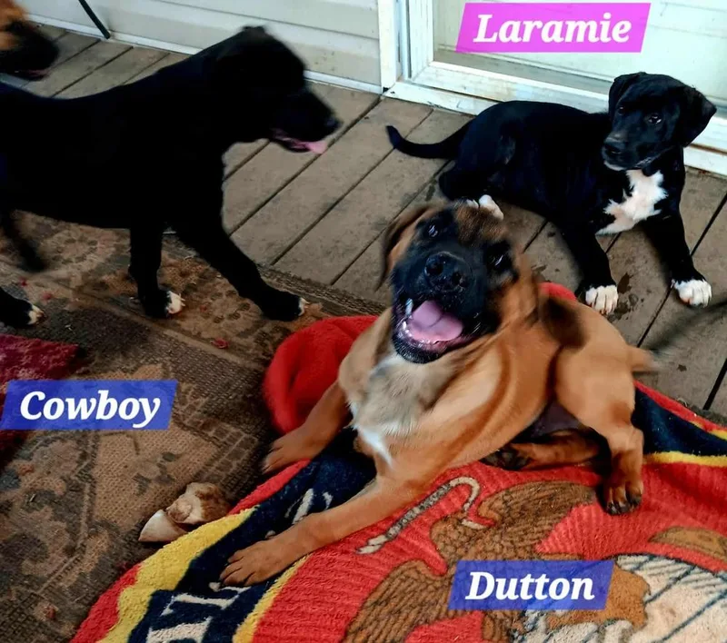 Yellowstone Litter thumbnail 4