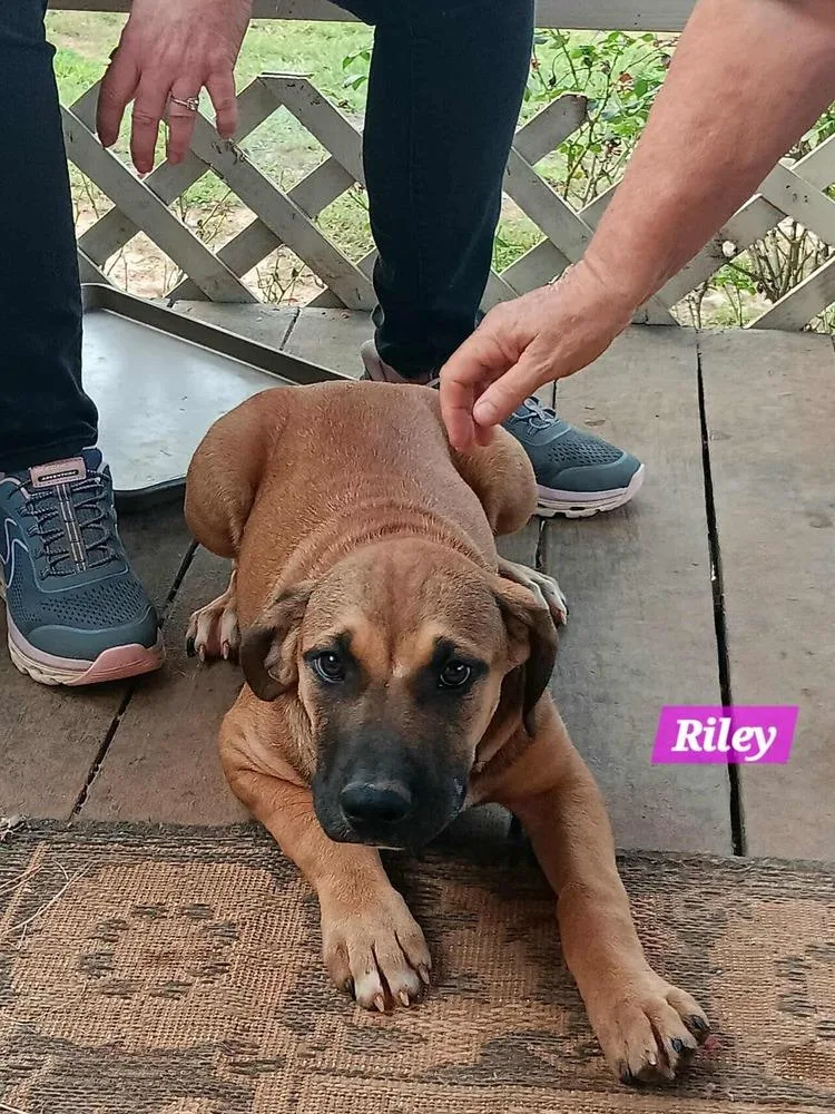 Yellowstone Litter thumbnail 5