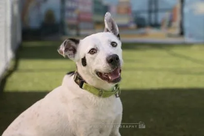 An adult large-sized male Mixed Breed dog named Kiren for adoption in Savannah, GA