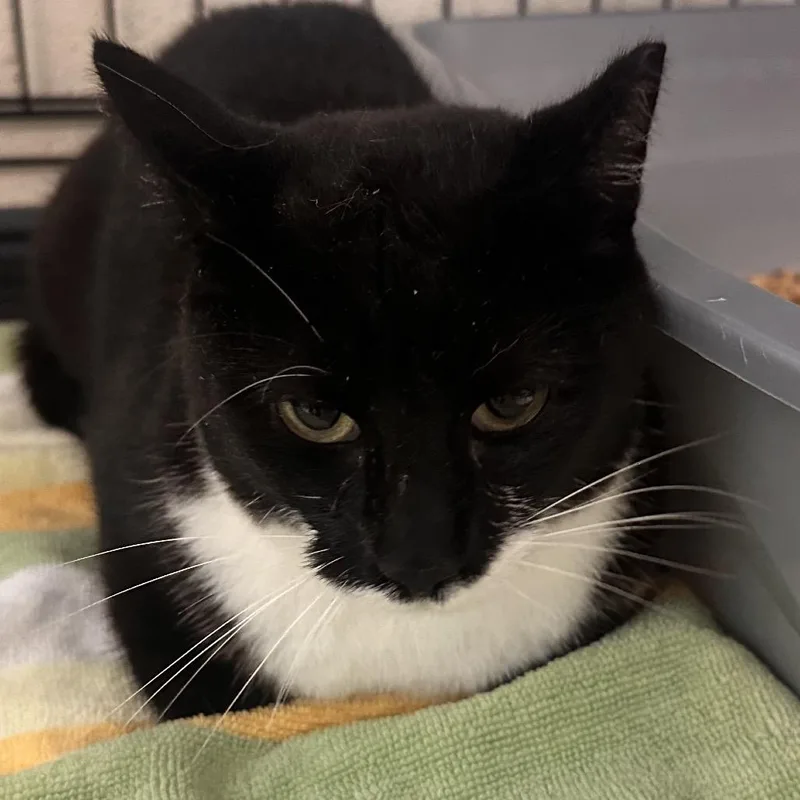 A young medium-sized female Black Domestic Short Hair cat named Gunny Sack for adoption in Rocky Mount, VA