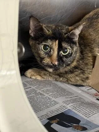 A young medium-sized female Domestic Short Hair cat named Mosaic for adoption in Shreveport, LA