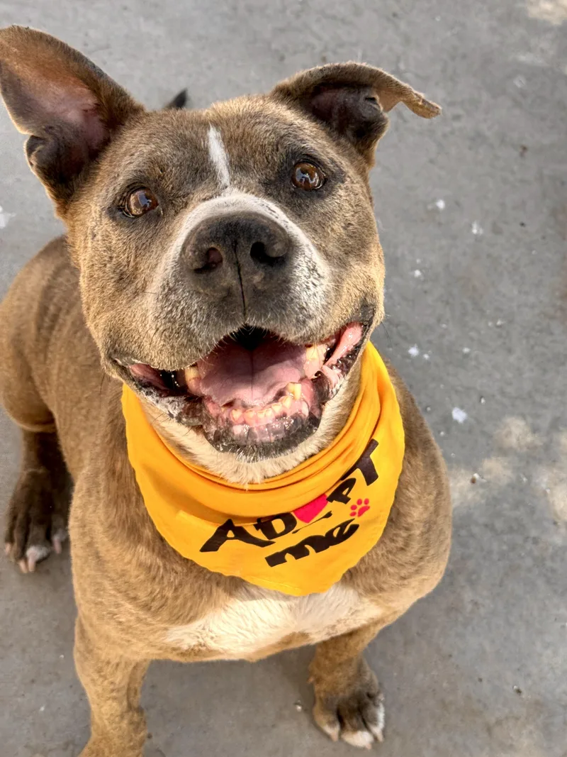 A senior large-sized male Gray / Blue / Silver Pit Bull Terrier dog named Casanova for adoption in El Paso, TX