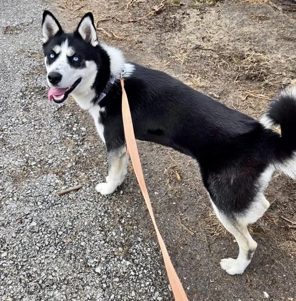 A young large-sized male Siberian Husky dog named Boyka for adoption in Millersville, MD