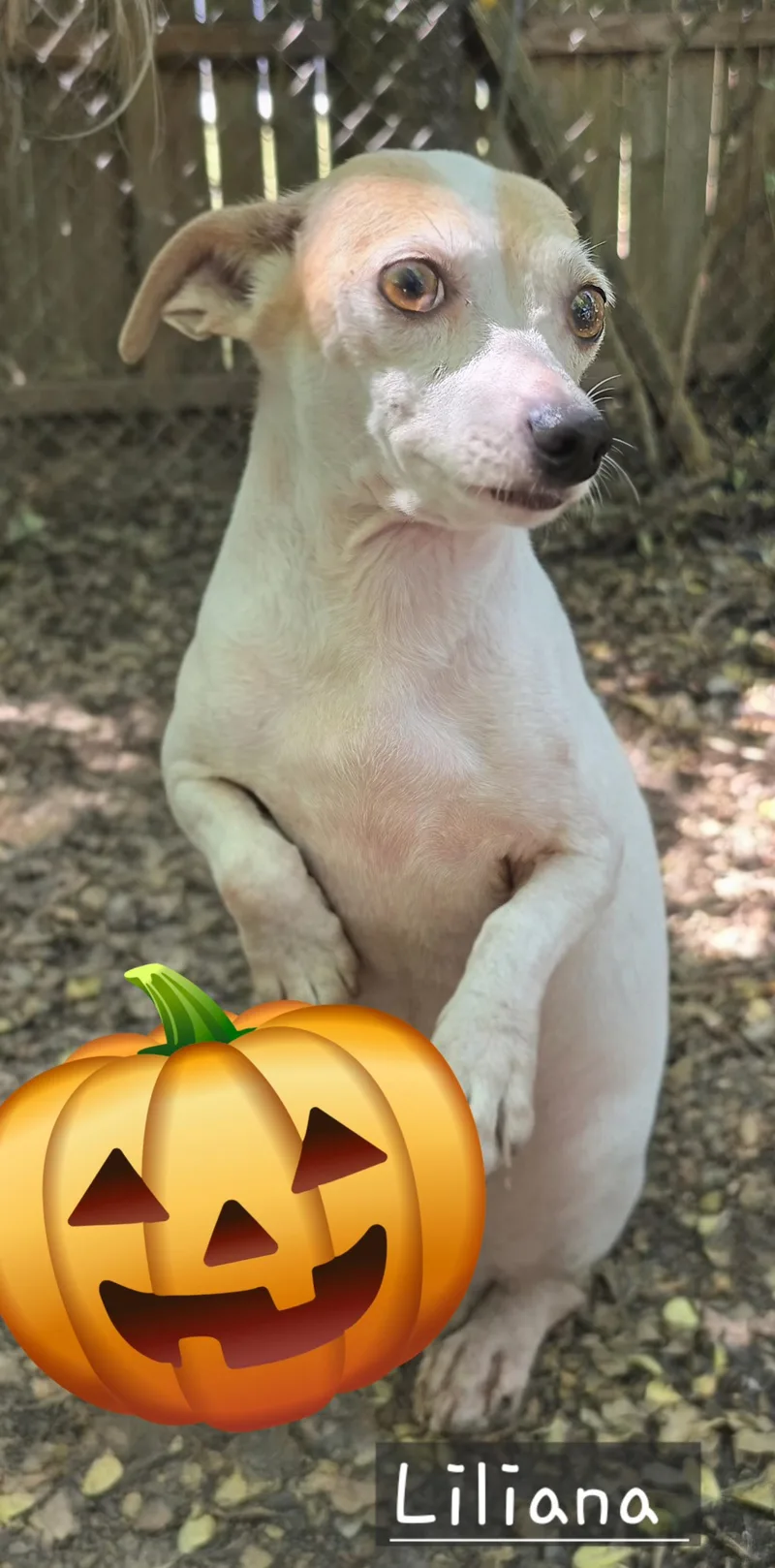 Liliana Orthw thumbnail 4