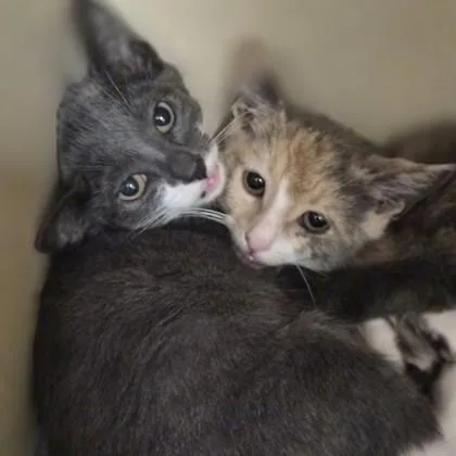 A baby medium-sized female Domestic Short Hair cat named May for adoption in Sacramento, CA
