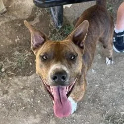 An adult large-sized male Brindle Mixed Breed dog named Archie for adoption in Alabaster, AL