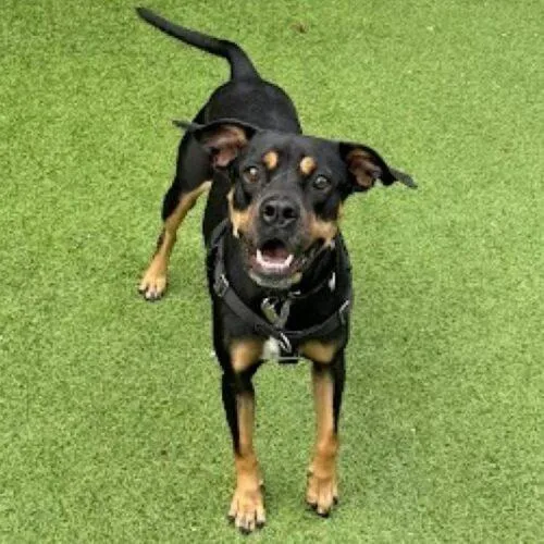 Willow Grace thumbnail 2