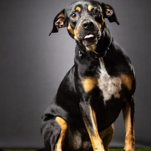 Willow Grace thumbnail 3