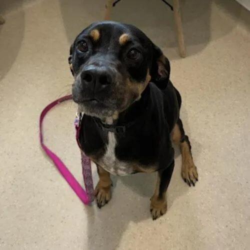 Willow Grace thumbnail 4