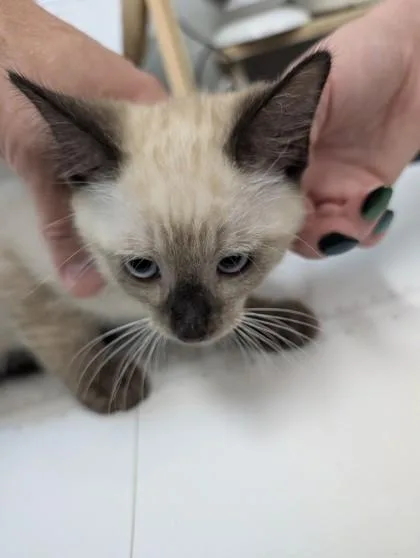 A baby small-sized male Domestic Short Hair cat named Sprite for adoption in West Chester, PA