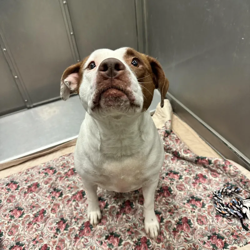 An adult medium-sized female Pit Bull Terrier dog named Harley for adoption in Kearney, NE