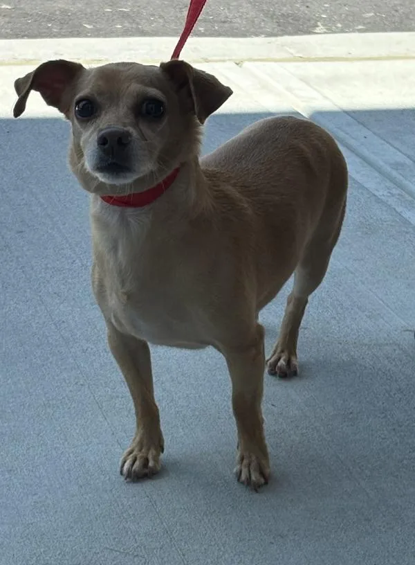 An adult small-sized male Chihuahua dog named Pen for adoption in Lawrenceville, GA