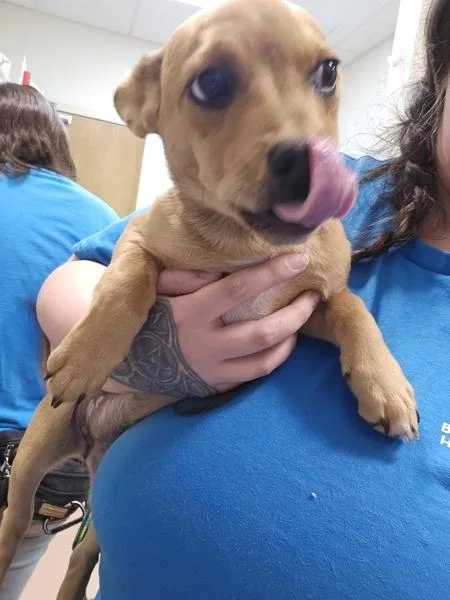 A baby small-sized female French Bulldog dog named Dolly for adoption in Kennewick, WA