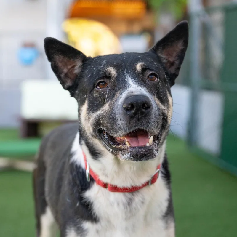 A senior medium-sized male Cattle Dog dog named Ochoa for adoption in Los Angeles, CA