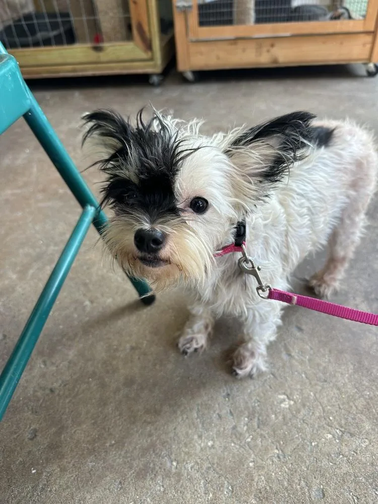 An adult small-sized female Tricolor (Brown, Black, & White) Yorkshire Terrier dog named Tina for adoption in Crescent City, FL