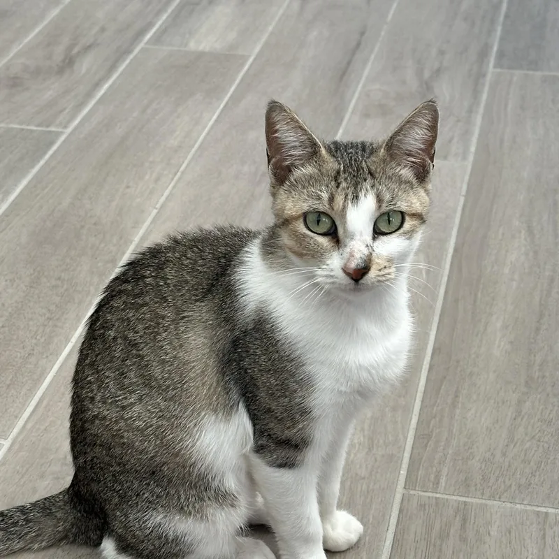 An adult medium-sized female Tabby (Brown / Chocolate) Domestic Short Hair cat named Chloe II for adoption in Houston, TX