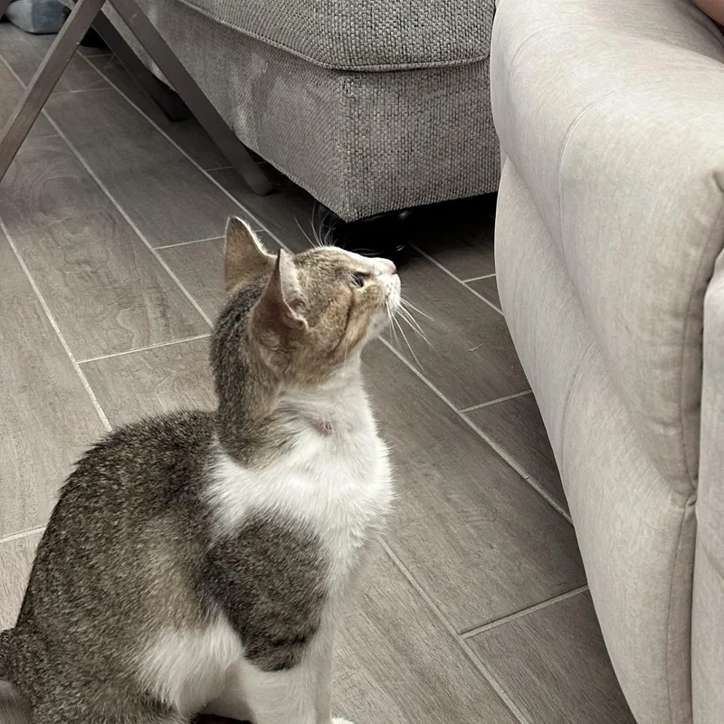 Chloe II thumbnail 6