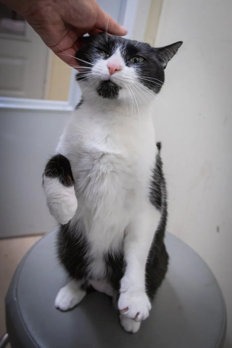 An adult medium-sized female Black & White / Tuxedo Domestic Short Hair cat named Bonnie for adoption in Greenville, DE