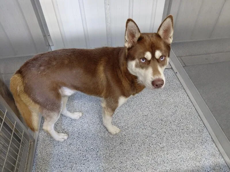 A young large-sized male Red / Chestnut / Orange Husky dog named Yukon for adoption in bellefontaine, OH