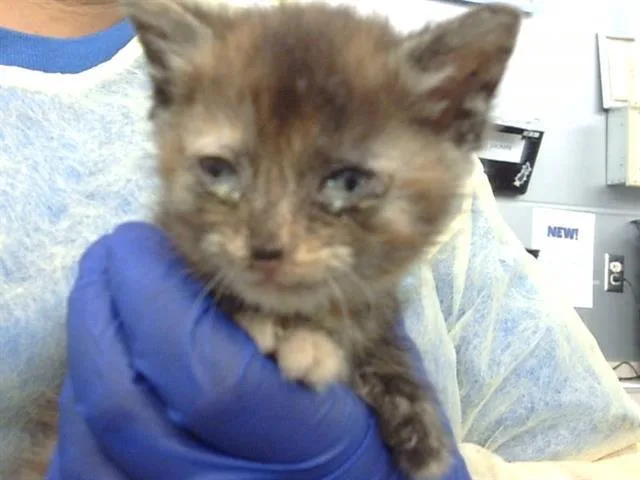 A baby medium-sized female Domestic Medium Hair cat named Victoria for adoption in Dallas, TX
