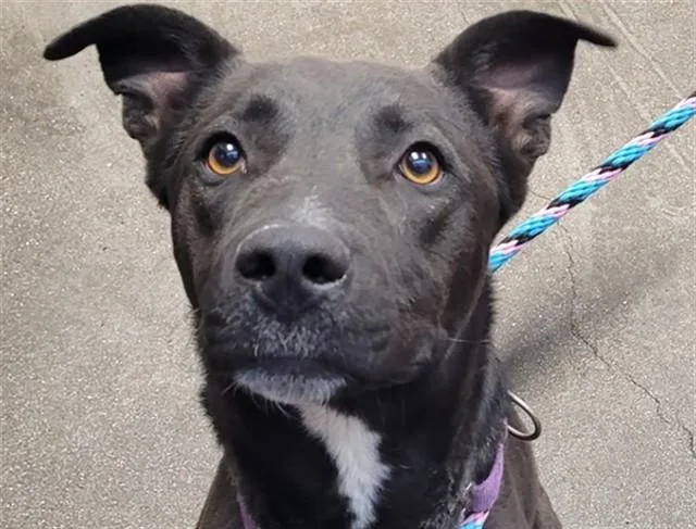 A young medium-sized male Staffordshire Bull Terrier dog named Chubbs for adoption in Tucson, AZ