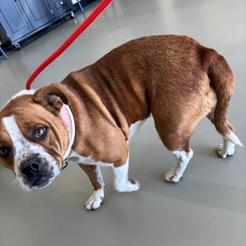 An adult medium-sized female White / Cream English Bulldog dog named Ginger for adoption in Falmouth, KY