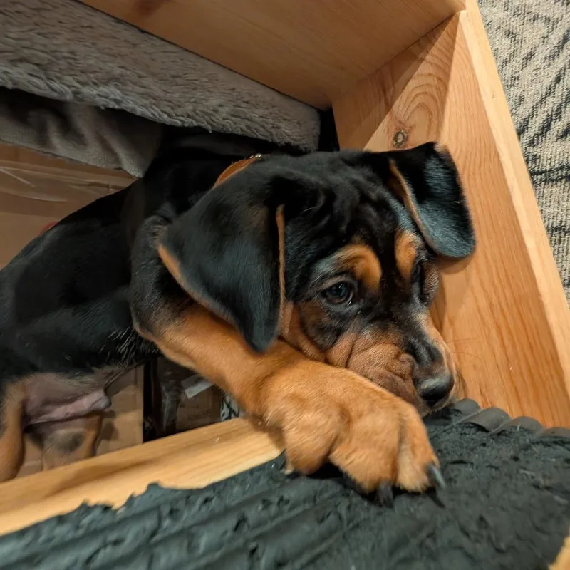 A baby medium-sized male Black Rottweiler dog named Brownie for adoption in Fayetteville, GA