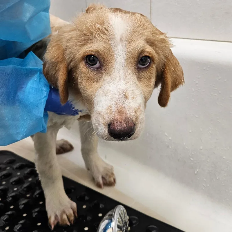 A baby medium-sized female Yellow / Tan / Blond / Fawn Mixed Breed dog named Artemis for adoption in Westhampton, NY