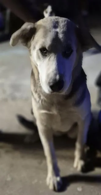 A young medium-sized female Husky dog named Ms. Pickles for adoption in San Antonio, TX