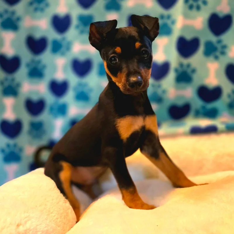 A baby small-sized male Black Chiweenie dog named Chandler for adoption in Hayward, CA