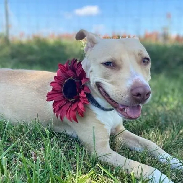 An adult medium-sized female Yellow / Tan / Blond / Fawn Pit Bull Terrier dog named Gaia for adoption in Wichita, KS