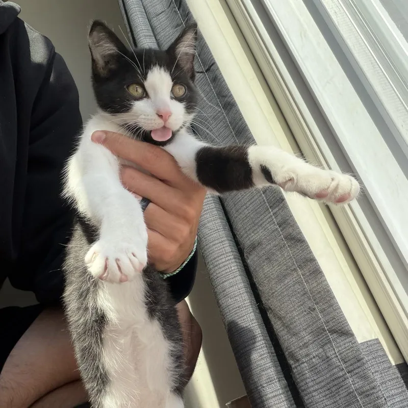 Louie thumbnail 5
