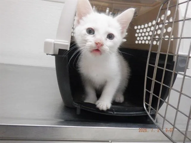 A baby small-sized male Domestic Short Hair cat named Choup Choup for adoption in Oroville, CA