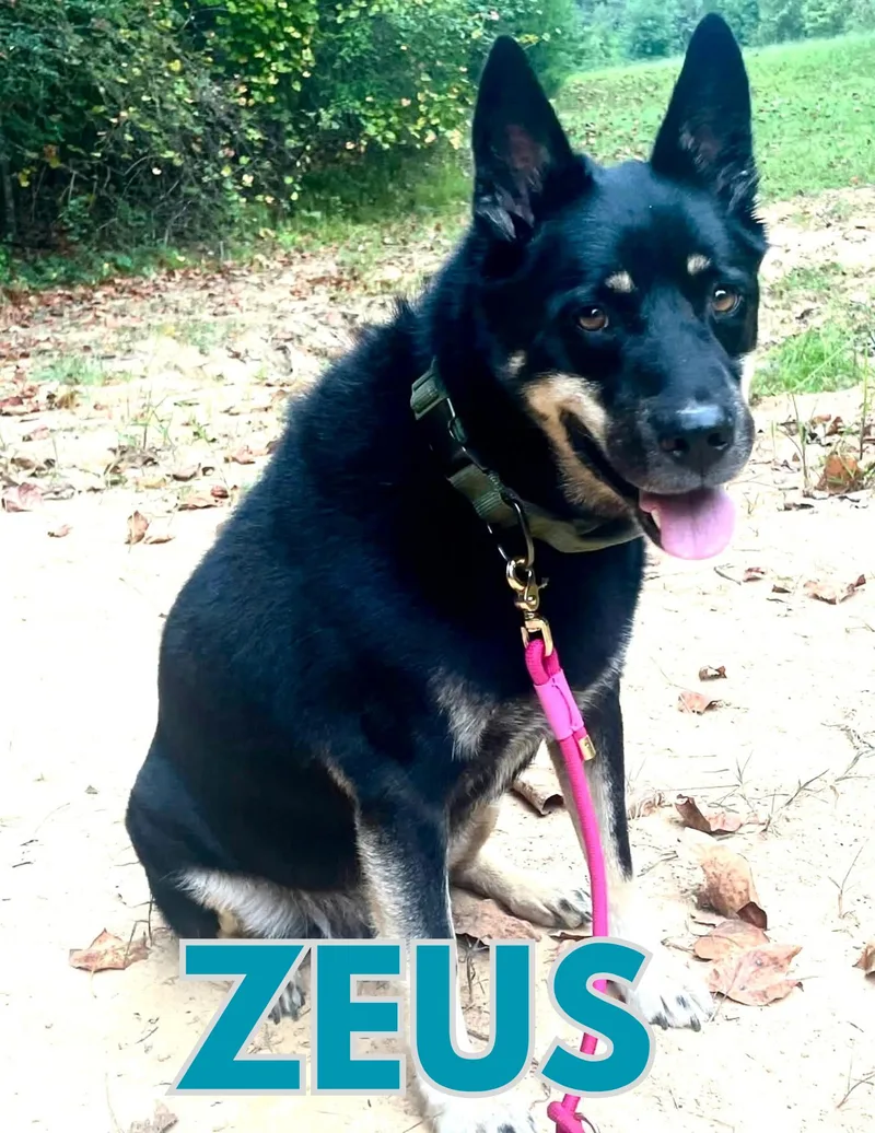 A senior large-sized male German Shepherd Dog dog named Zeus for adoption in Shalimar, FL