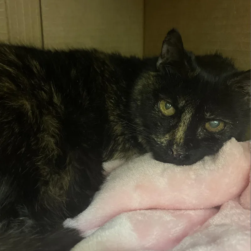 A senior large-sized female Tortoiseshell Domestic Short Hair cat named Symphony for adoption in Roanoke, VA