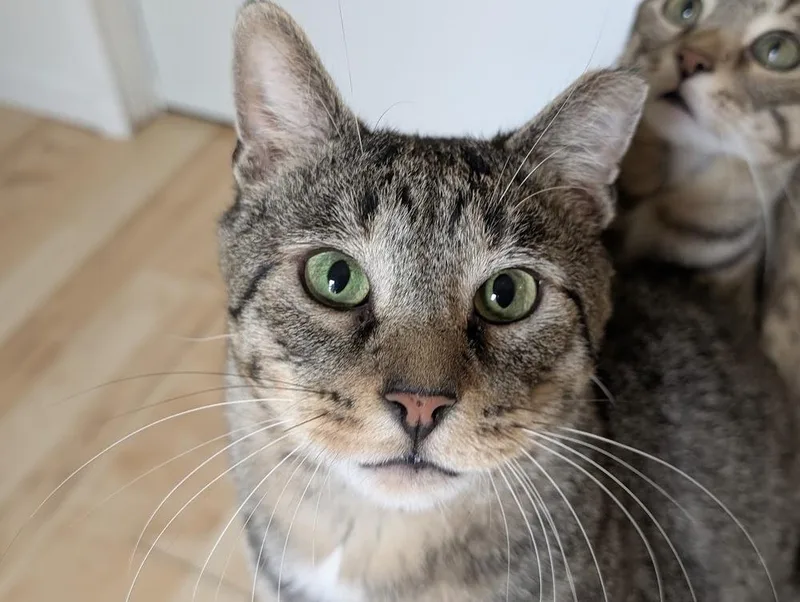 An adult large-sized male Tabby (Brown / Chocolate) Domestic Short Hair cat named Tigs for adoption in Lewisburg, PA